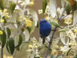 Birds_159