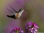 Birds_162