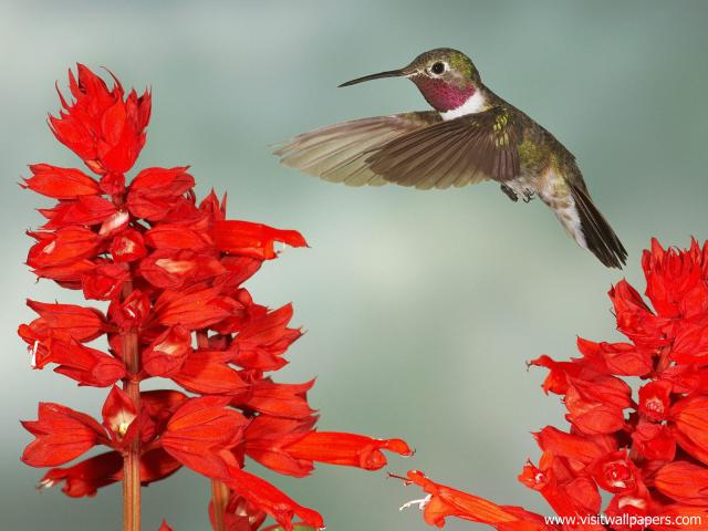 Birds_163