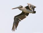Birds_164