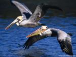 Birds_167