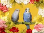 Budgerigars