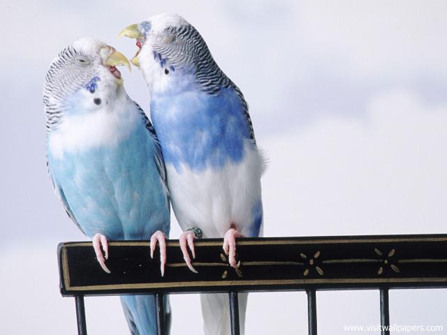 Birds_168