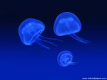 ocean-life-485