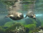 ocean-life-487