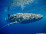 ocean-life-490