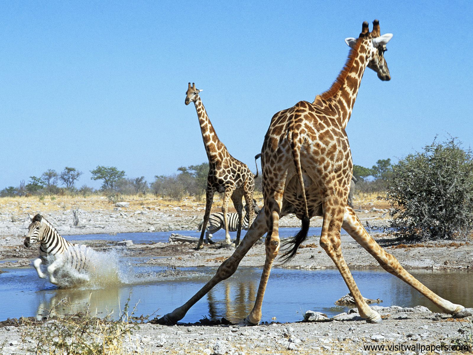Animals_406