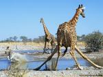 Animals_406