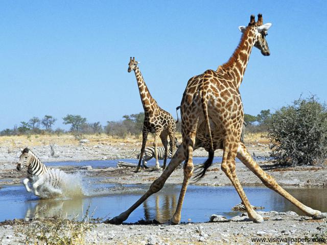 Animals_406