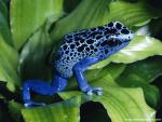 Animals_407
