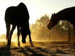 Animals_411