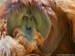 An_Expressive_Orangutan