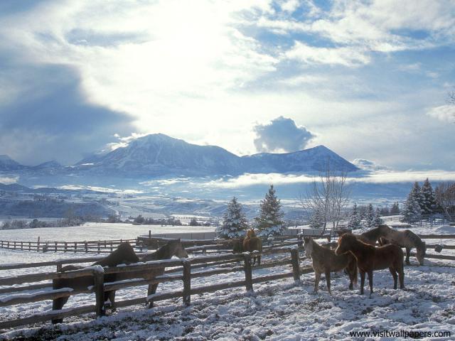 Animals_417