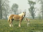 Mare_and_Foal