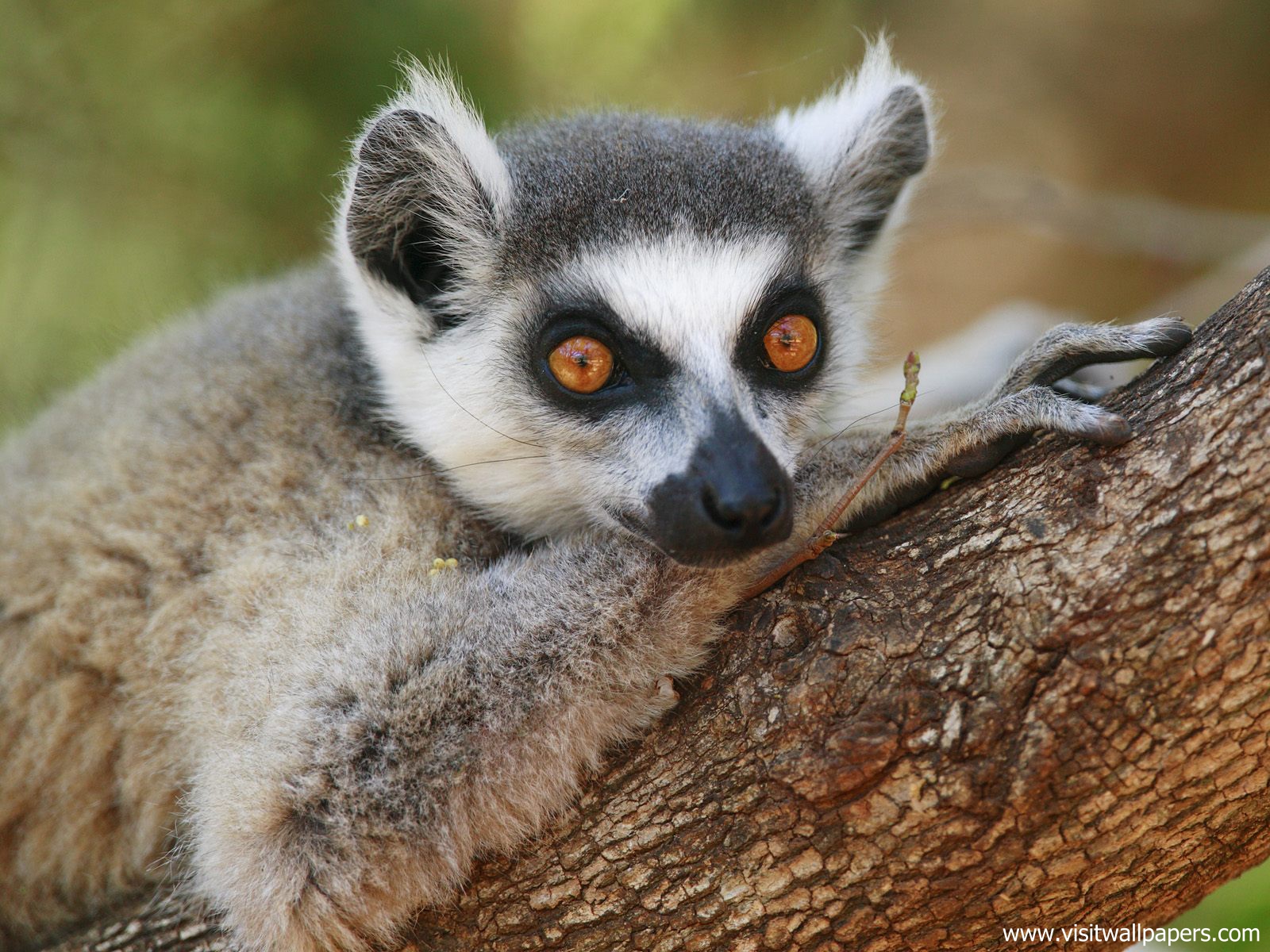 Animals_423