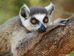 Animals_423