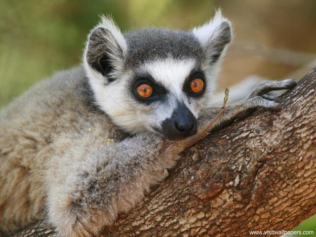 Animals_423
