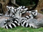 Animals_424