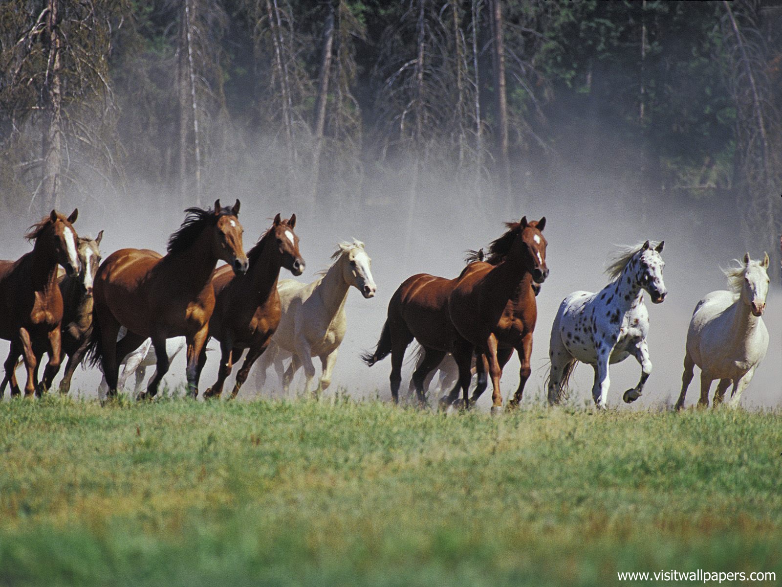 Animals_420