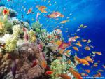 ocean-life-502