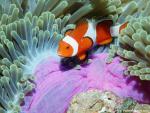 ocean-life-503