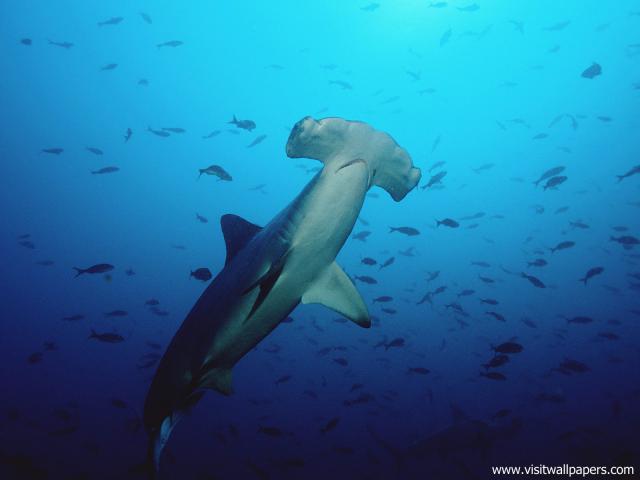 ocean-life-505