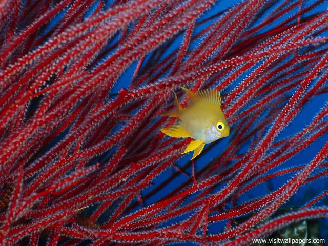 ocean-life-511