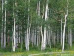 tree_197