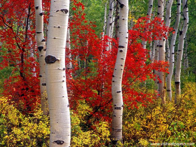 tree_200