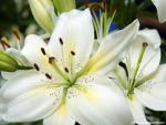 White_Lilies