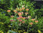 s_Cap_Lilies