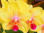 Yellow_Orchids_02