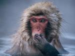 Animals_427