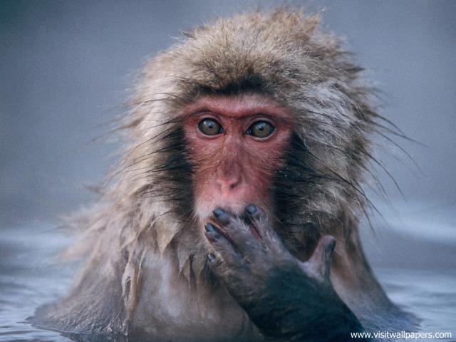 Animals_427