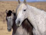 Animals_429