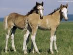 Animals_430