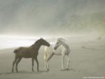Animals_432