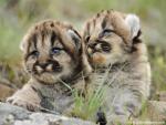 Mountain_Lion_Kittens