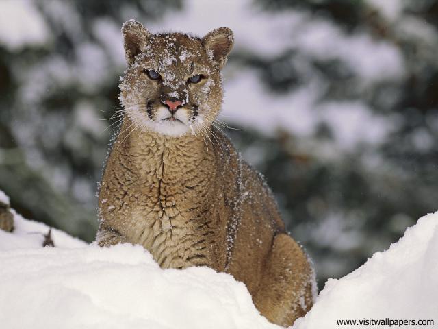 Mountain_Lion_Montana_01