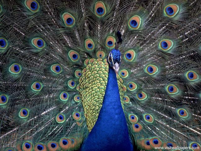 Birds_170