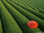 Tea_Fields_Japan