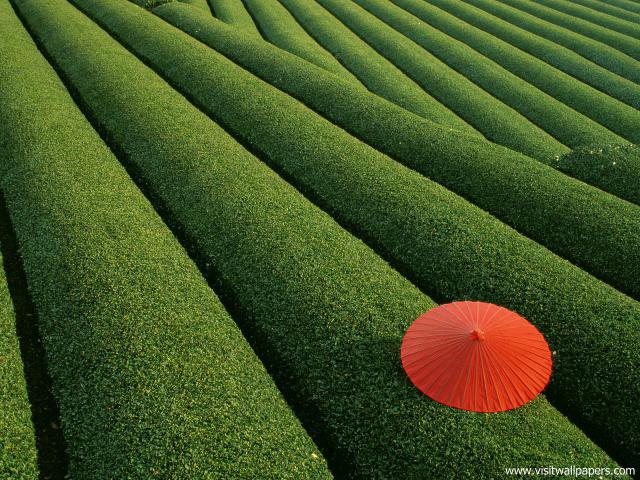 Tea_Fields_Japan