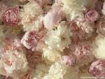 A_Fragrant_Arrangement
