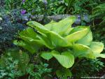 Hosta