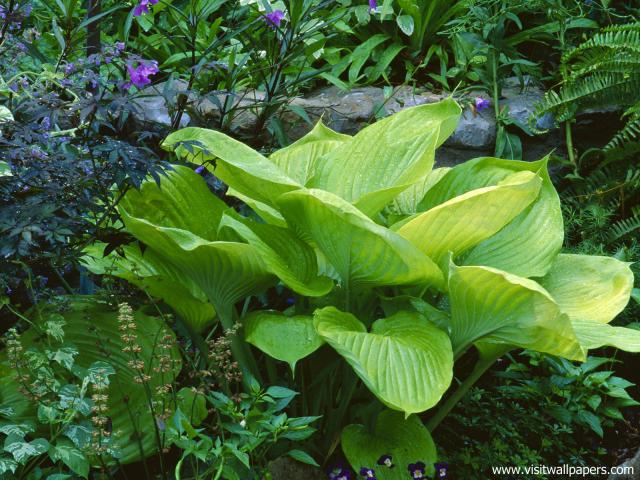 Hosta