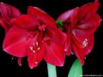 Amaryllis_Blossoms_01