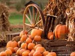 Autumn_Harvest_01