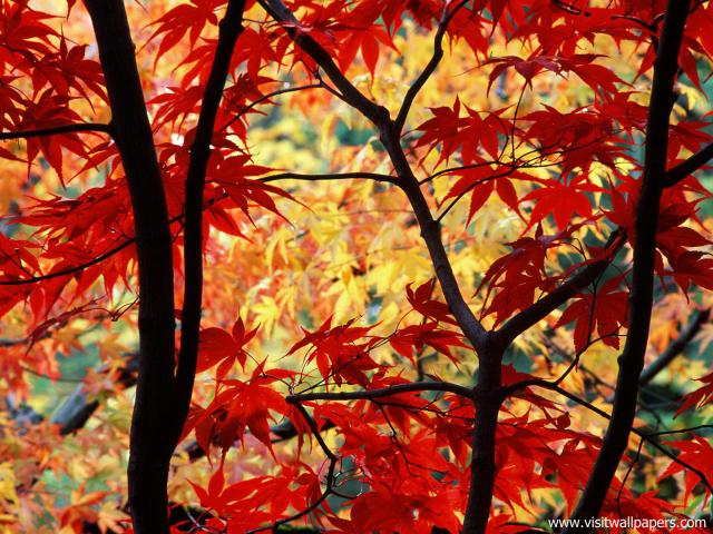 Autumn_Leaves_03