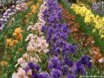 Iris_Farm