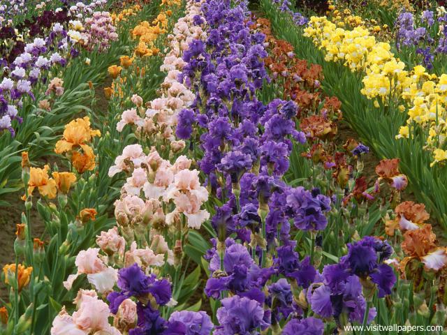 Iris_Farm